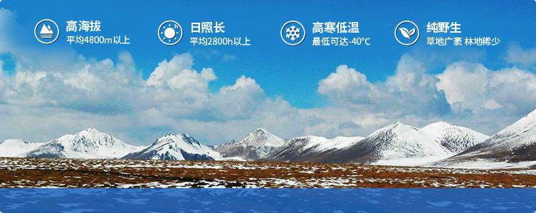 為什么說(shuō)西藏那曲的冬蟲(chóng)夏草，是品質(zhì)最好的蟲(chóng)草！