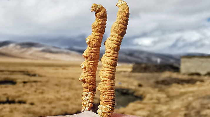 全球<a href=http://m.gdyuntian.com/ target=_blank class=infotextkey>冬蟲夏草</a>核心產(chǎn)地分布圖鑒（2024最新版）