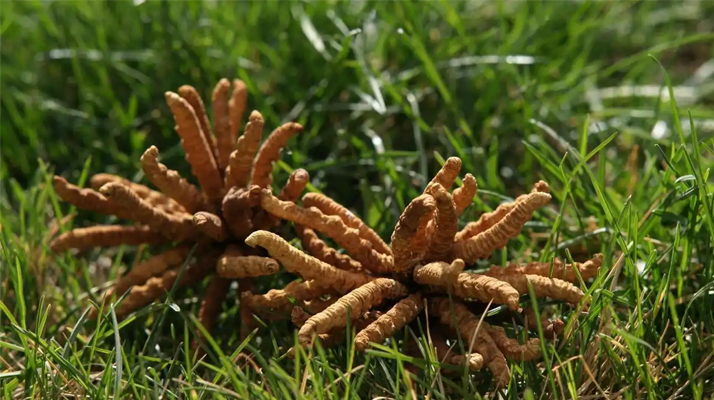 回收<a href=http://m.gdyuntian.com/jiage/ target=_blank class=infotextkey>冬蟲夏草多少錢</a>