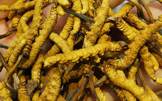 冬蟲夏草對(duì)寶媽有好處嗎