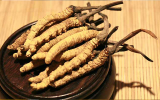 如何辨別真假冬蟲夏草