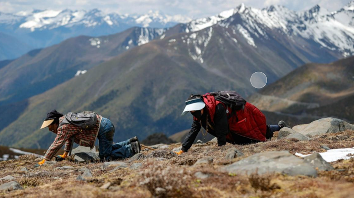 扎拉鄉(xiāng)：冬蟲(chóng)夏草的黃金產(chǎn)地