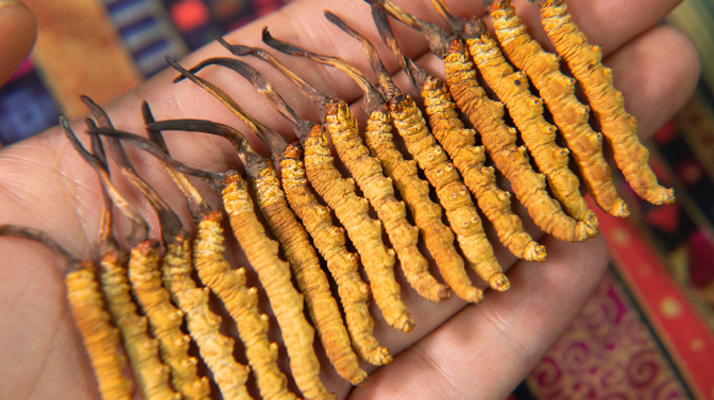 冬蟲夏草究竟多少錢一只？