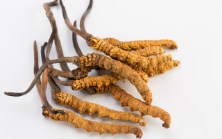 冬蟲(chóng)夏草適用人群大盤(pán)點(diǎn)