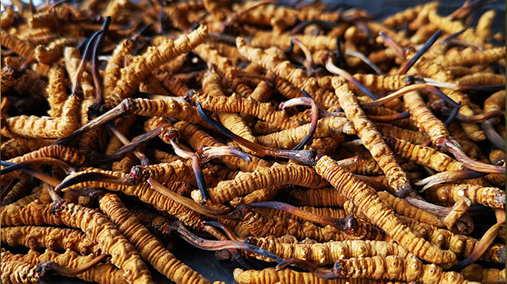 <a href=http://m.gdyuntian.com/xinxian/ target=_blank class=infotextkey>新<a href=http://m.gdyuntian.com/xinxian/ target=_blank class=infotextkey>鮮冬蟲(chóng)夏草</a></a>曬干全攻略：留住營(yíng)養(yǎng)的科學(xué)方法