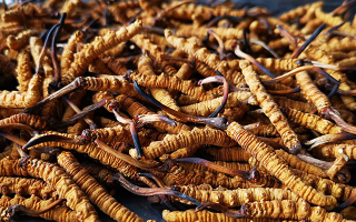 新鮮冬蟲夏草曬干全攻略：留住營養(yǎng)的科學(xué)方法