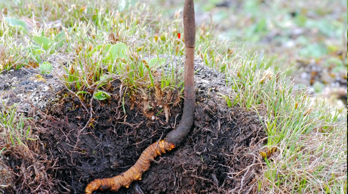 新鮮冬蟲夏草辨別指南:四招識破真?zhèn)蝺?yōu)劣