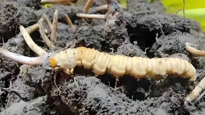 冬蟲夏草鮮草與干草的差異解析：不同形態(tài)，別樣價(jià)值