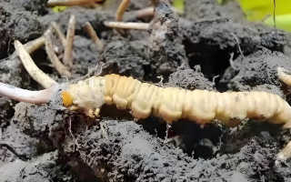 冬蟲夏草鮮草與干草的差異解析：不同形態(tài)，別樣價(jià)值