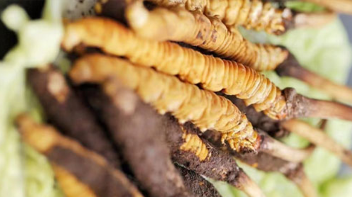 冬蟲(chóng)夏草鮮草能存多久？保存時(shí)長(zhǎng)全解析