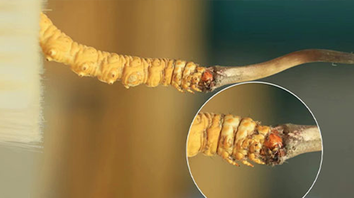 哪里能買到新鮮的冬蟲夏草？這幾個(gè)渠道要知道