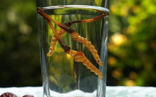 鮮冬蟲夏草怎么泡好吃？這些配方讓滋補(bǔ)更有滋味