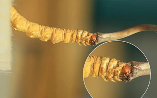 哪里能買到新鮮的冬蟲夏草？這幾個(gè)渠道要知道