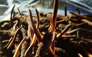 吃鮮的冬蟲夏草會(huì)上火嗎？一文說清