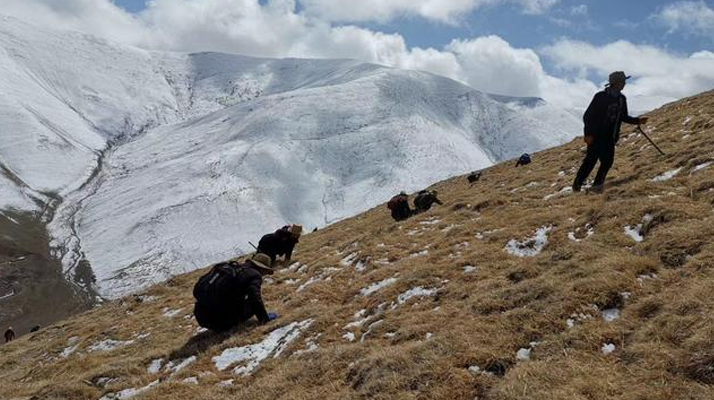 采挖新鮮冬蟲夏草合法嗎？