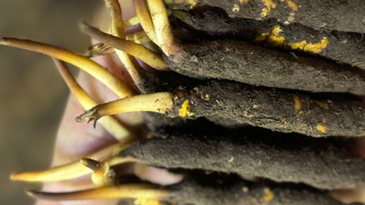 10 支裝<a href=http://m.gdyuntian.com/xinxian/ target=_blank class=infotextkey>鮮冬蟲(chóng)夏草價(jià)格</a>分析