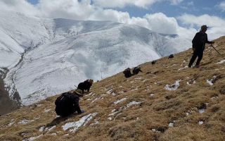 采挖新鮮冬蟲夏草合法嗎？
