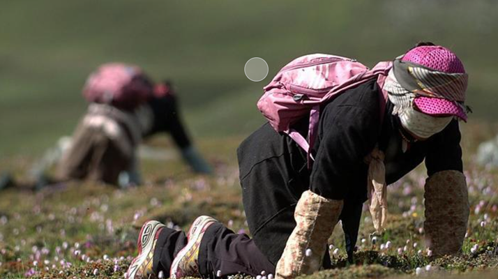 西藏<a href=http://m.gdyuntian.com/xinxian/ target=_blank class=infotextkey>新<a href=http://m.gdyuntian.com/xinxian/ target=_blank class=infotextkey>鮮冬蟲夏草</a></a>：雪域高原的神奇饋贈