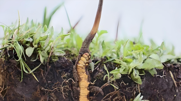 冬蟲夏草鮮草：鮮活的生命力，至臻的養(yǎng)生之選