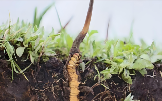 冬蟲夏草鮮草：鮮活的生命力，至臻的養(yǎng)生之選