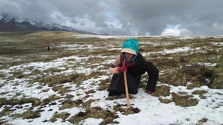 冬蟲夏草鮮草的采挖時刻