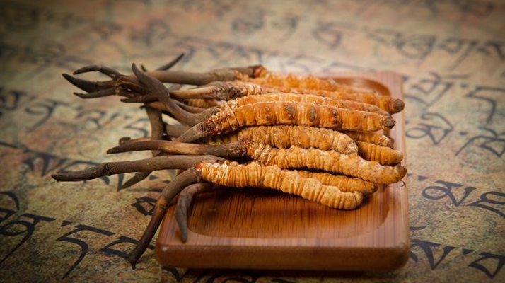 冬蟲(chóng)夏草新鮮價(jià)格探秘：每克多少錢？