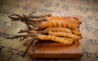 冬蟲(chóng)夏草新鮮價(jià)格探秘：每克多少錢？