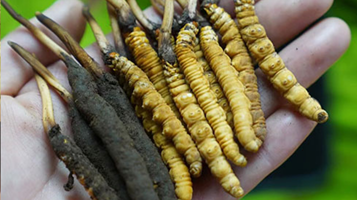 冬蟲夏草泡酒：鮮草入酒，鎖住精華的養(yǎng)生之道