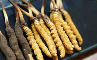 冬蟲夏草鮮草吃多久？科學(xué)食用周期與效果解析