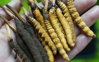 冬蟲夏草泡酒：鮮草入酒，鎖住精華的養(yǎng)生之道