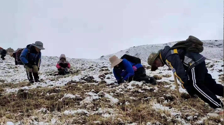 冬蟲夏草鮮草采挖：一場(chǎng)與高原的生命對(duì)話