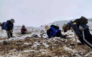 冬蟲夏草鮮草采挖：一場(chǎng)與高原的生命對(duì)話