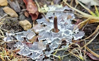 冰凍新鮮冬蟲(chóng)夏草：科技與傳統(tǒng)的交融守護(hù)