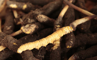 吃鮮冬蟲夏草會便秘嗎？科學(xué)解讀蟲草與腸道健康的微妙關(guān)系