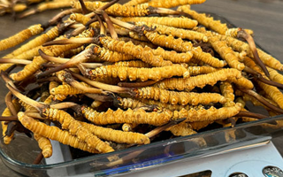 冬蟲夏草鮮草的黃金食用期，你知道嗎？