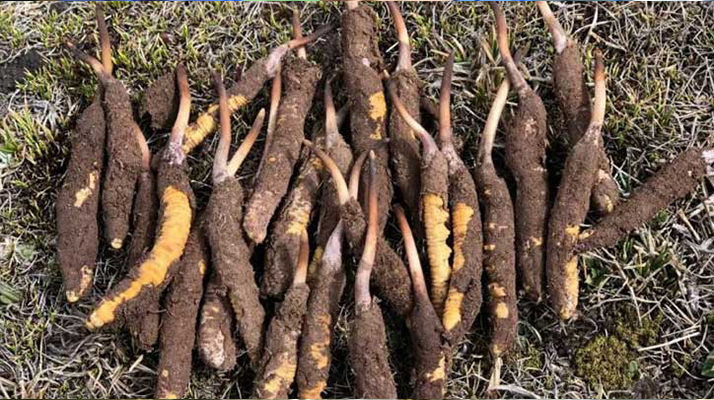 冬蟲夏草：干的好還是新鮮的妙？