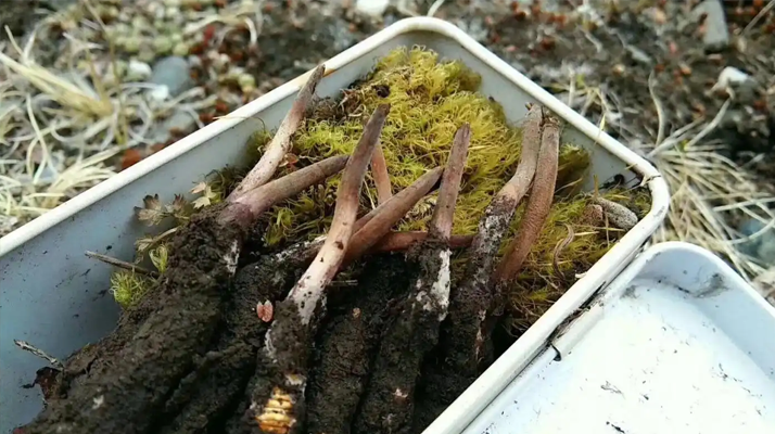 冬蟲(chóng)夏草鮮草保存指南