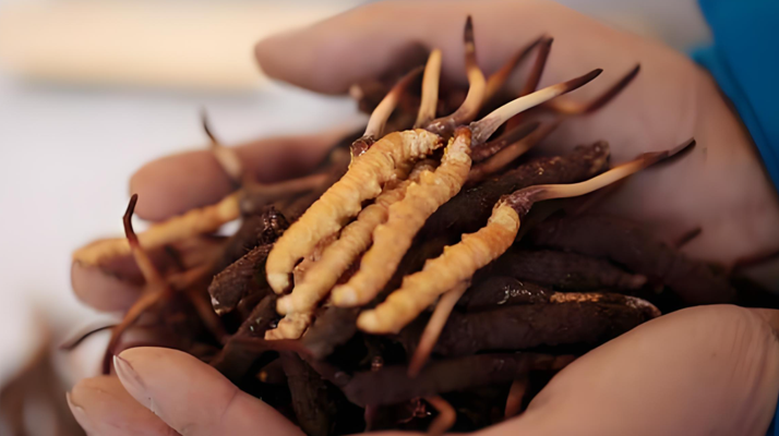 新鮮冬蟲夏草能保存多久？科學保存指南來了