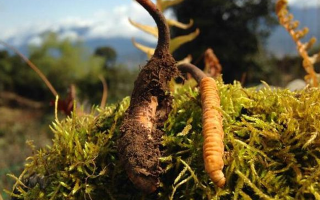 新鮮冬蟲夏草多少錢一斤？深度解析價(jià)格背后的奧秘