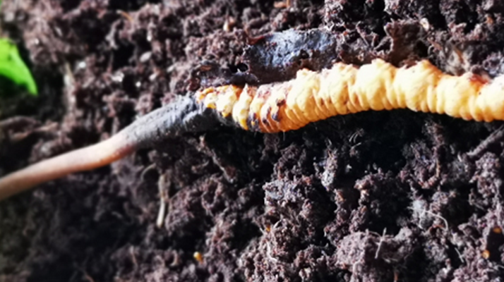 <a href=http://m.gdyuntian.com/xinxian/ target=_blank class=infotextkey>新<a href=http://m.gdyuntian.com/xinxian/ target=_blank class=infotextkey>鮮冬蟲夏草價格</a></a>解析