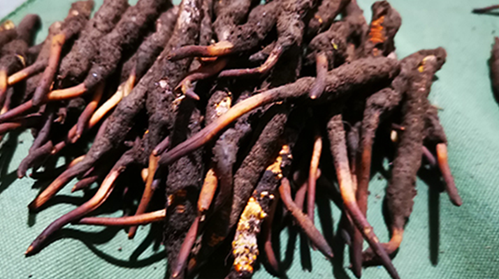 鮮冬蟲夏草可以泡水喝嗎？深度解析其飲用之道