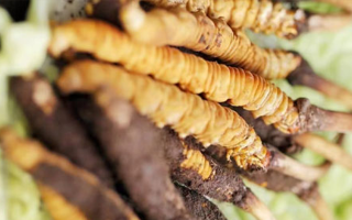 鮮冬蟲夏草適合哪些人？一文讀懂適用人群與禁忌