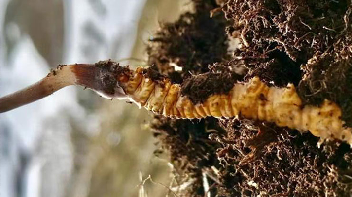 新鮮冬蟲夏草能生吃嗎？揭秘健康食用真相