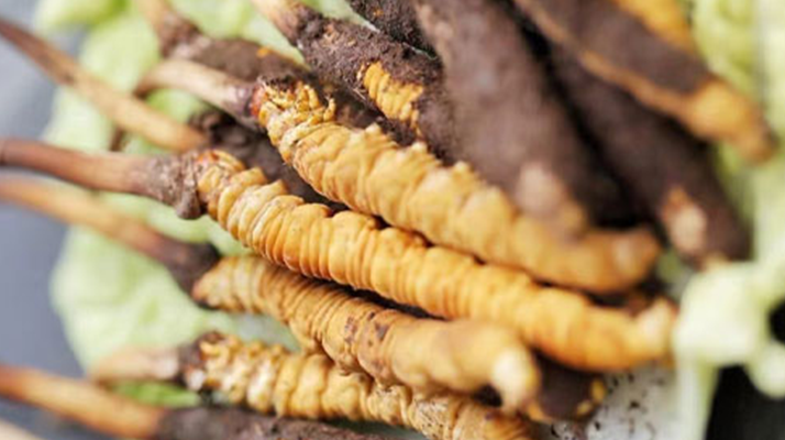 探秘那曲新鮮冬蟲夏草：高原瑰寶的獨(dú)特魅力? ? ? ?