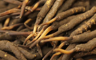 如何挑選新鮮冬蟲夏草？掌握這幾個(gè)關(guān)鍵技巧