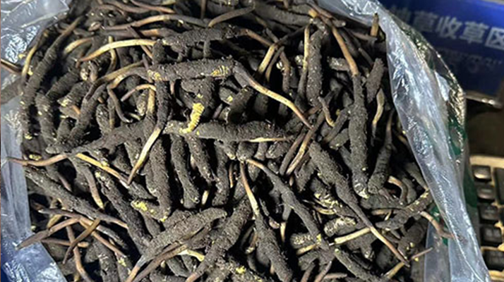 冬蟲夏草可以吃鮮的嗎？一文為你揭秘