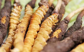 冬蟲夏草：曬干食用還是鮮食更優(yōu)？