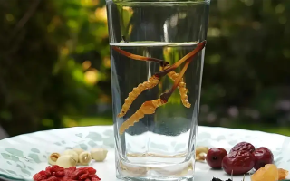 冬蟲夏草鮮品泡酒：養(yǎng)生佳釀還是健康隱患？