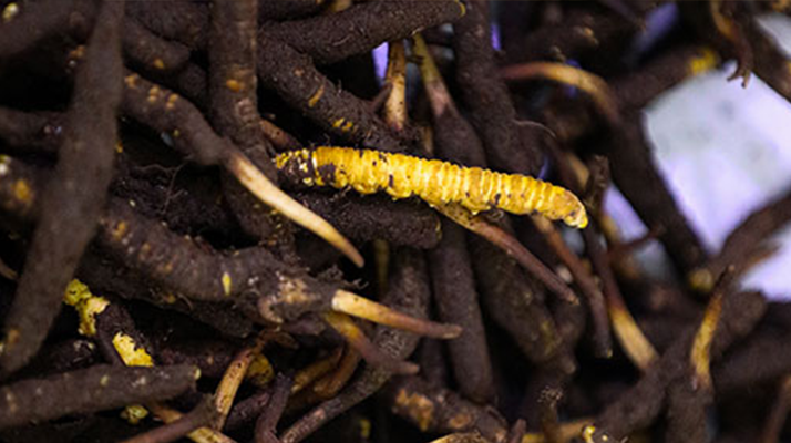 干鮮草<a href=http://m.gdyuntian.com/jiage/ target=_blank class=infotextkey>冬蟲夏草價格</a>揭秘