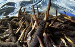 冬蟲夏草鮮草能不能泡酒？科學(xué)解析與實(shí)用指南